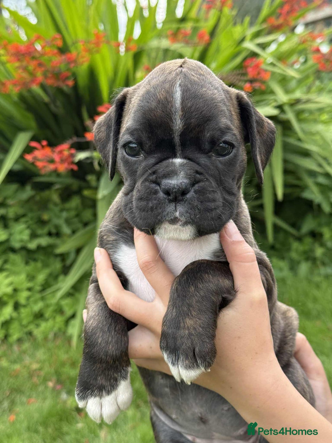 Boxer dogs for sale: Gorgeous boxer puppies from health tested parents  - Image 13