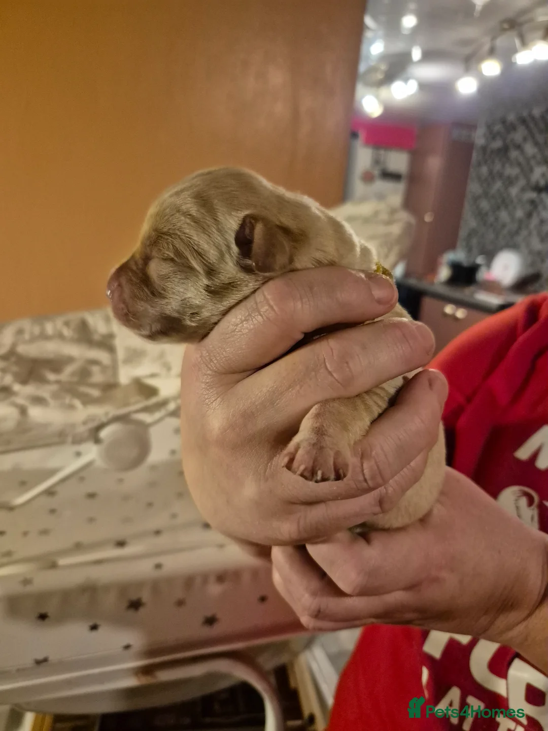 Labrador Retriever dogs for sale: KC Registered Pedigree Labrador Retriever Puppies - Advert 4