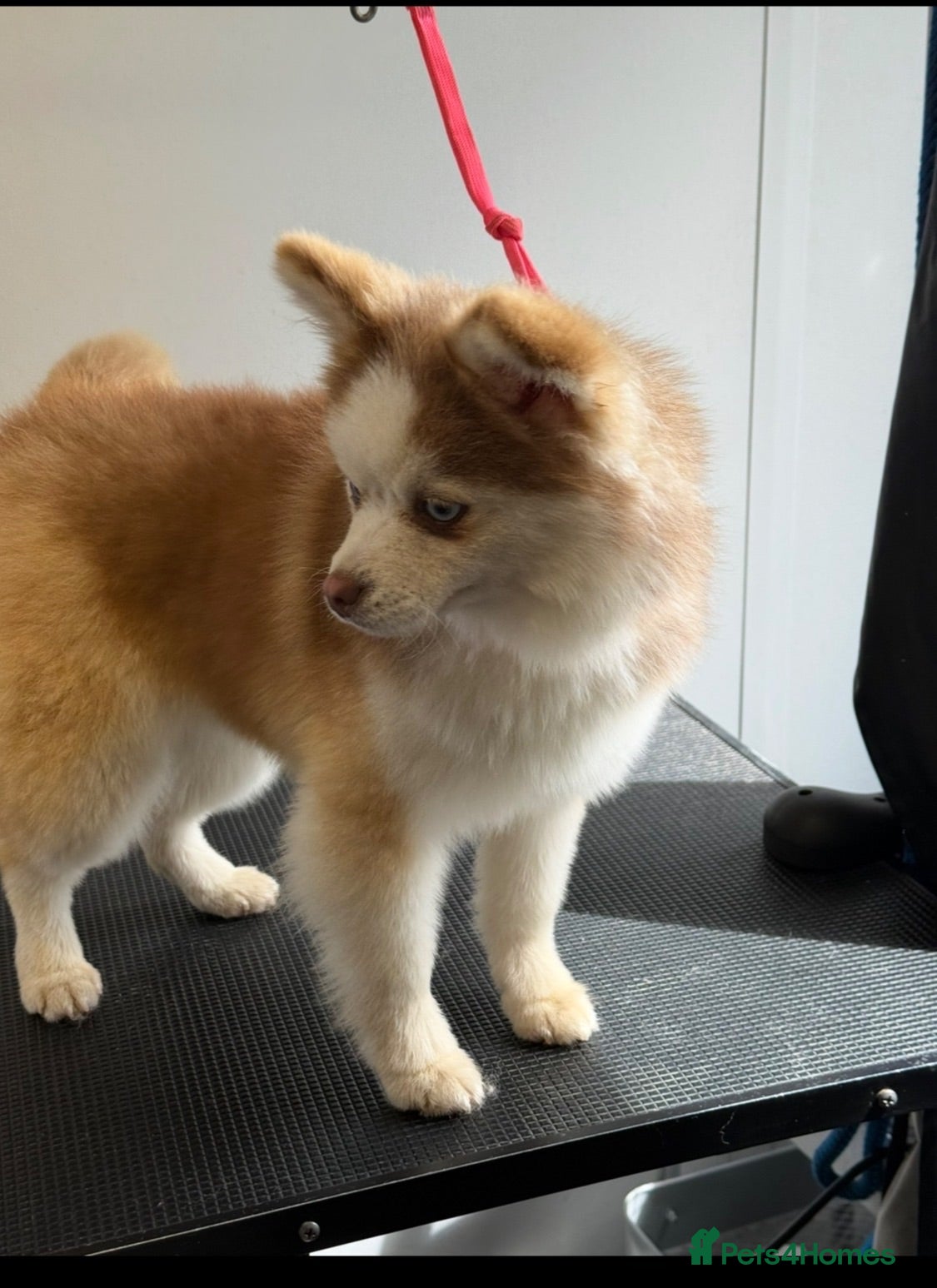 Pomsky dogs F2 Pomsky  - Advert 2