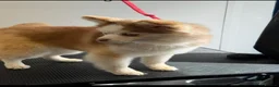 Pomsky dogs for sale: F2 Pomsky  - Advert 2