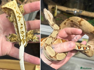 Bearded Dragon reptiles Lily White Crestie & Boa VIV AVAILABLE - Advert 7