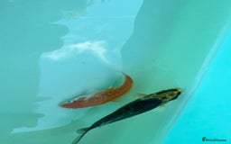 Koi Carp fish for sale: 12 week old Koi Carp - Image 3