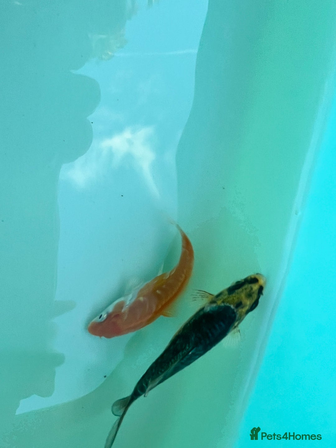 Koi Carp fish for sale: 12 week old Koi Carp - Image 3