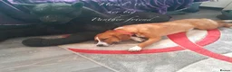 Mixed Breed dogs for adoption: Hazel, 6 months approx. Available for adoption. - Advert 7