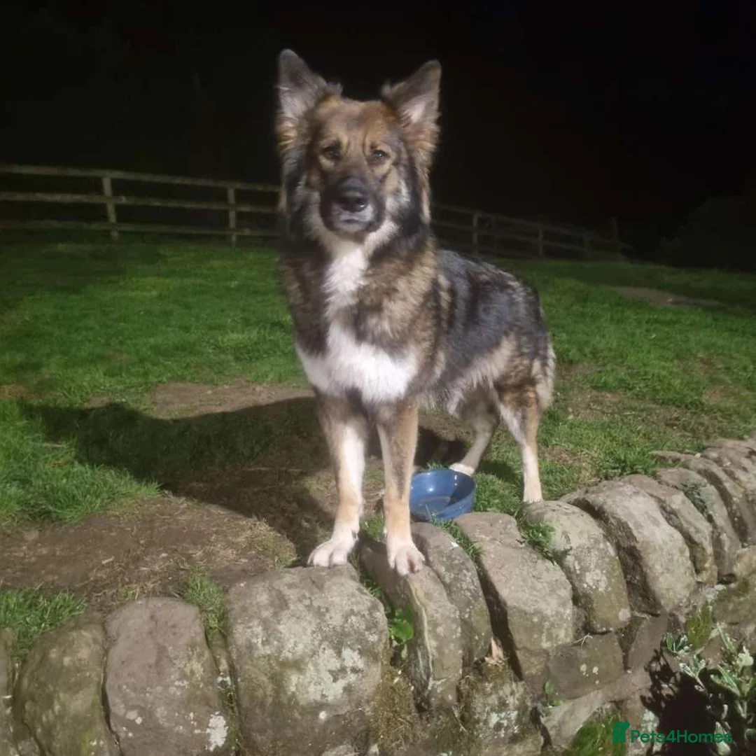 Mixed Breed dogs for sale: German Shepherd X Puppy - ready for a home - Advert 10