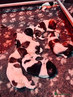 English Springer Spaniel dogs KC English Springer Spaniels - Advert 2