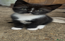 Ragdoll cats for sale: Ragdoll X 4 Beautiful kittens - Image 7