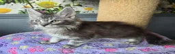 Maine Coon cats for sale: Stunning TICA Maine Coon kittens - Advert 19