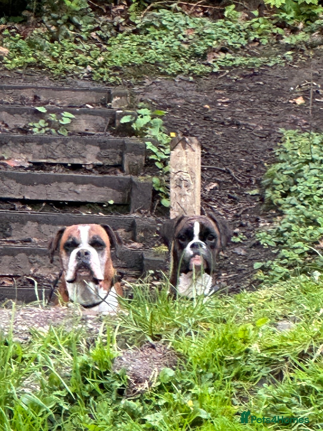 Boxer dogs for sale: 4 CHAMP BLOODLINE CHUNKY BOXER PUPS, bobtail/tail - Advert 15