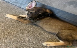 German Shepherd dogs for sale: Male German shepherd puppy ready now - Image 11