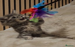 Maine Coon cats for sale: GCCF Registered Pedigree Maine Coon Kittens - Image 9