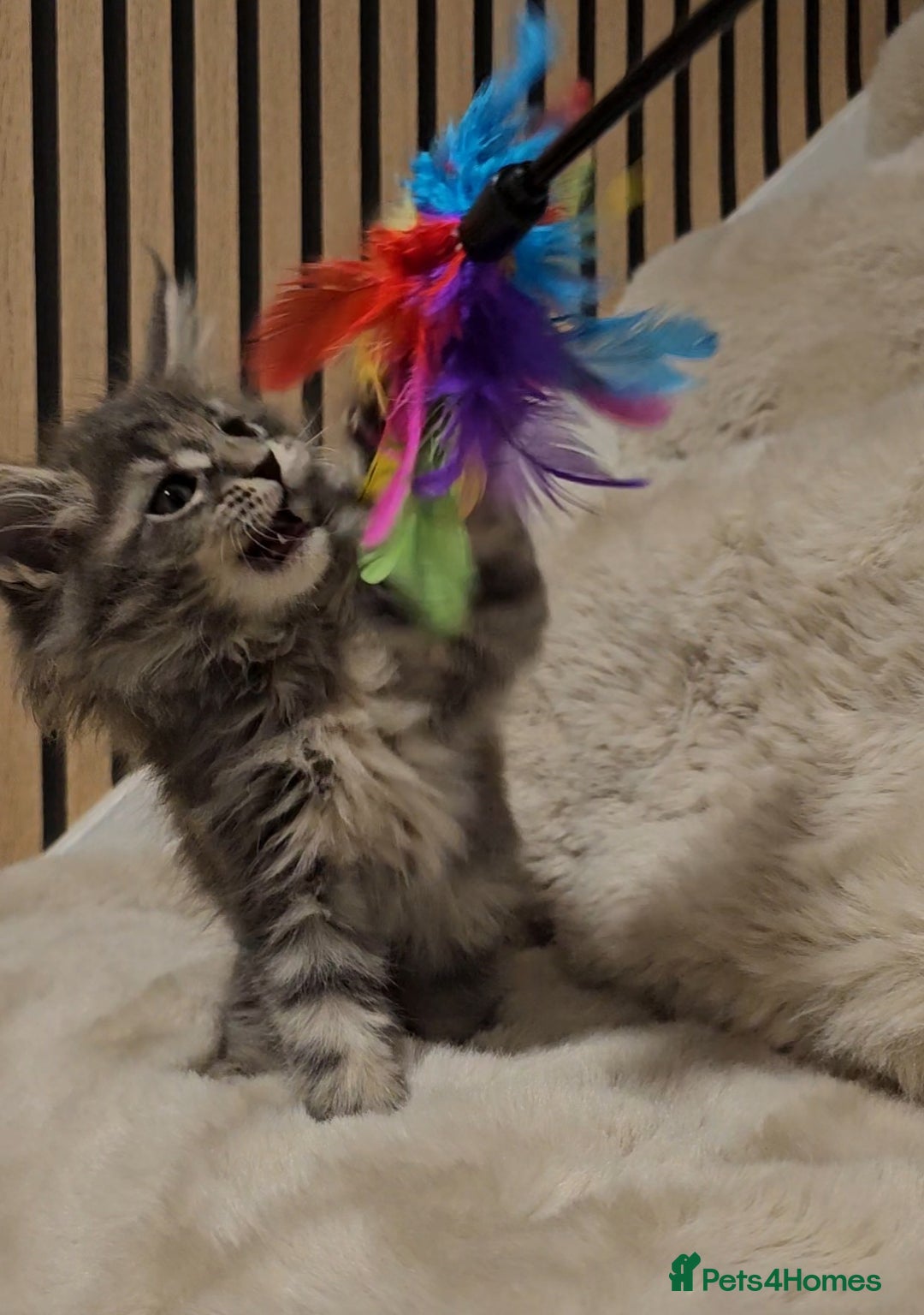 Maine Coon cats for sale: GCCF Registered Pedigree Maine Coon Kittens - Image 9
