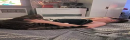 Mixed Breed cats for sale: Cat for rehome - Advert 5