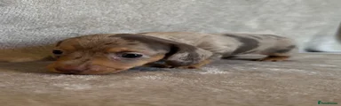 Miniature Dachshund 4