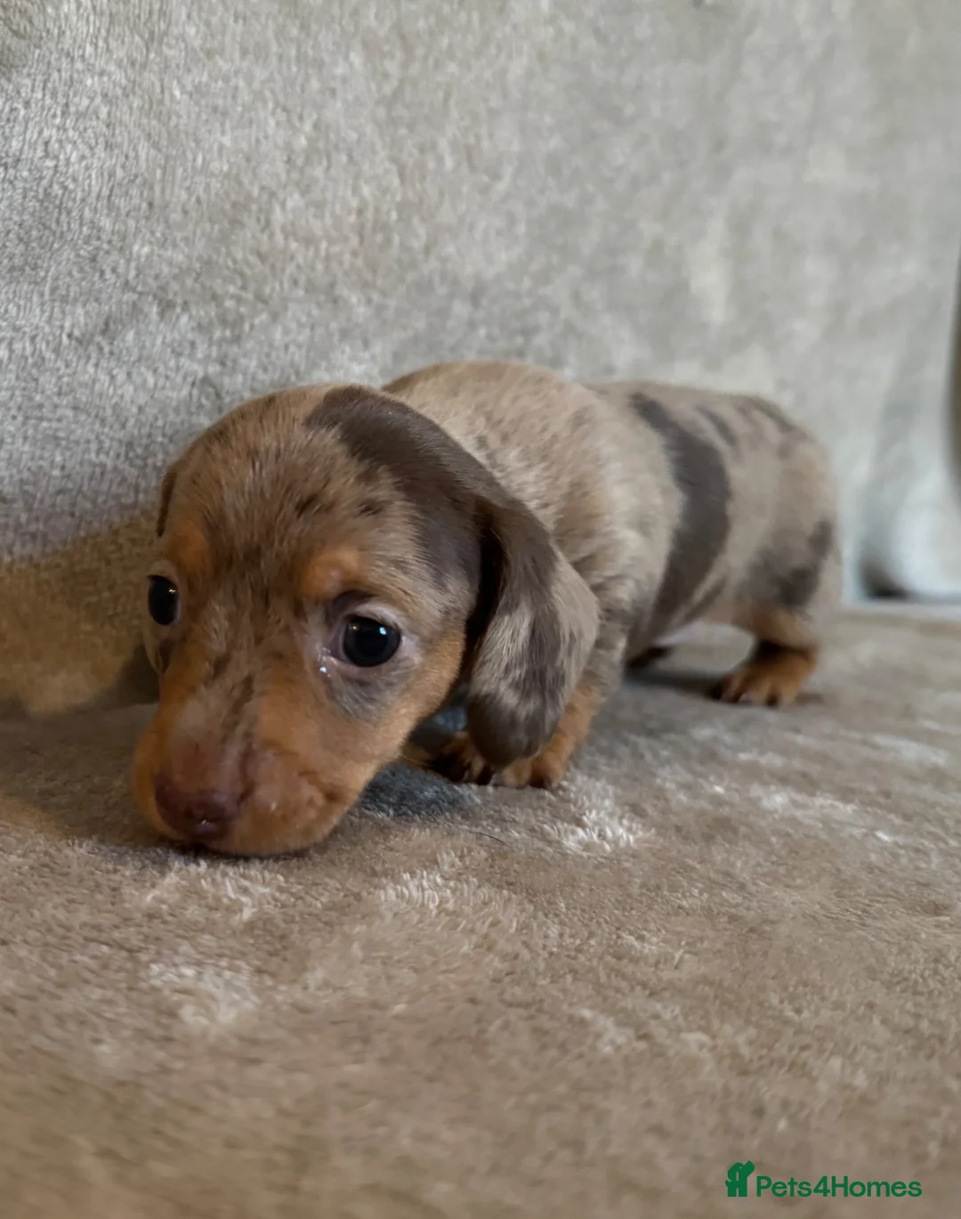 Miniature Dachshund dogs for sale: Home Reared KC Short Haired Mini Dachshund  in Nottingham - Advert 12