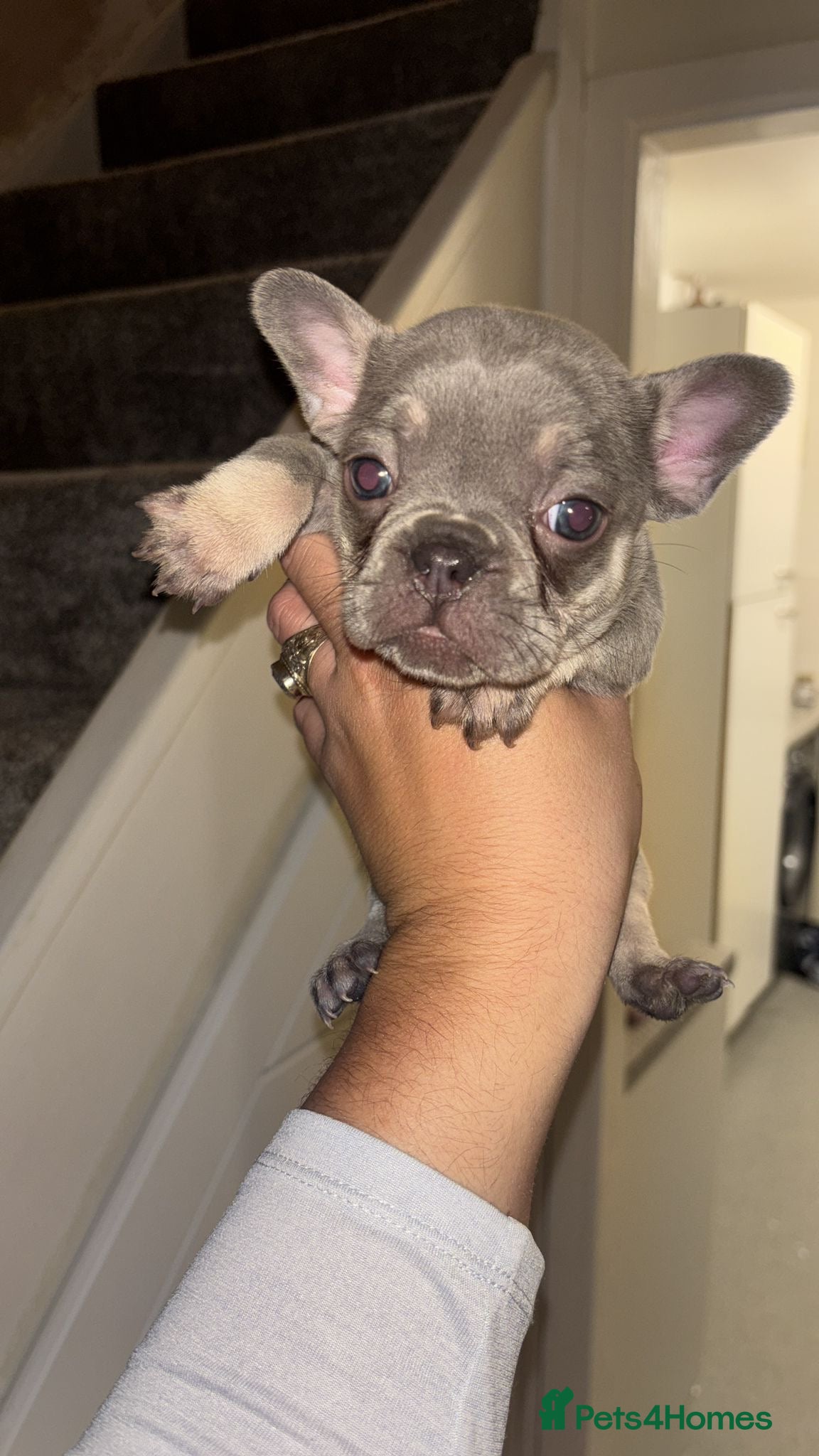 French Bulldog dogs  5 French bulldog puppies for sale £1100😍 - Advert 16