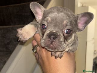 French Bulldog dogs 5 French bulldog puppies for sale £1100😍 - Advert 16
