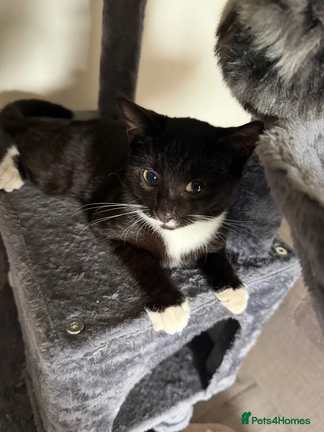 Mixed Breed cats for sale: Mixed breed 18 week cats  - Advert 2