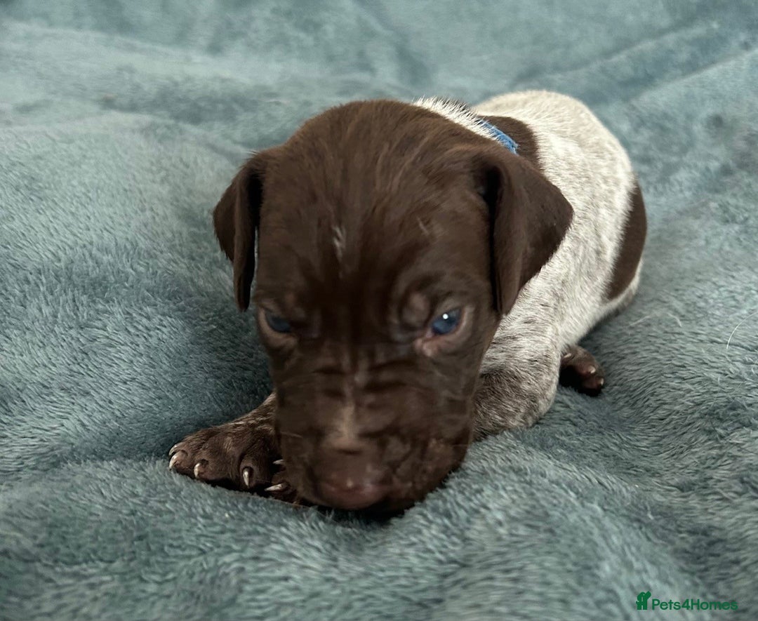 German Shorthaired Pointer dogs for sale: Pure GSP Puppies For Sale - Image 10