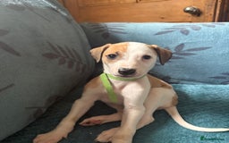 Whippet dogs for sale: 8 WHIPPET PUPPIES   - Image 38