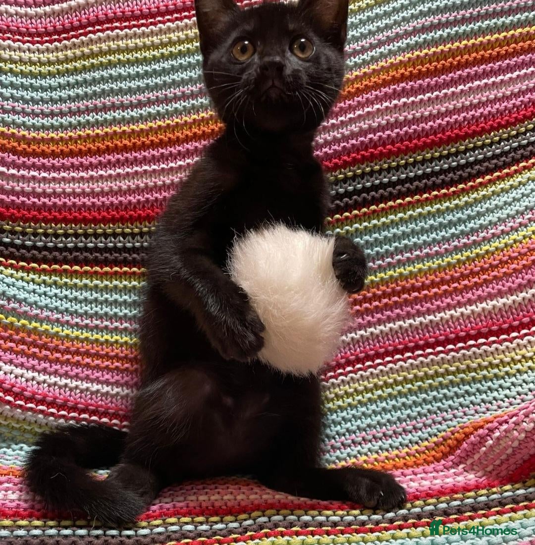 Mixed Breed cats ❤️Stunning Dark Chocolate Sokoke-Marked Girl 🐾❤️ - Advert 15