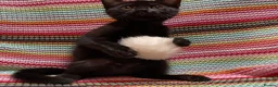 Mixed Breed cats for sale: ❤️Stunning Dark Chocolate Sokoke-Marked Girl 🐾❤️ - Advert 1