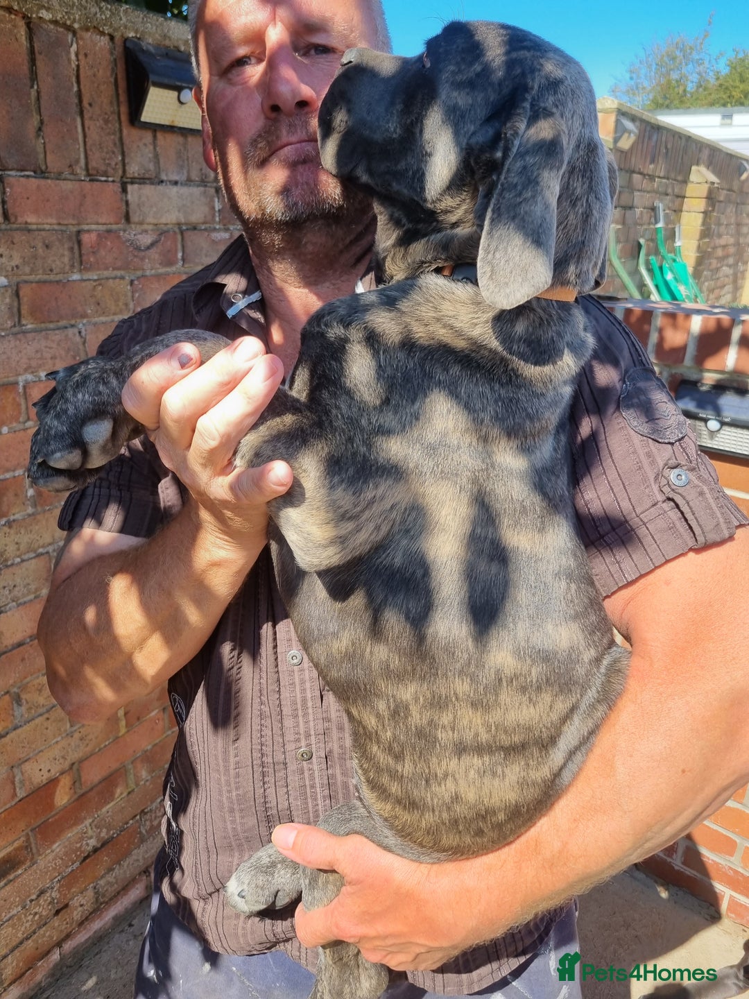 Cane Corso dogs for sale: Italian cane corso puppies  - Image 8