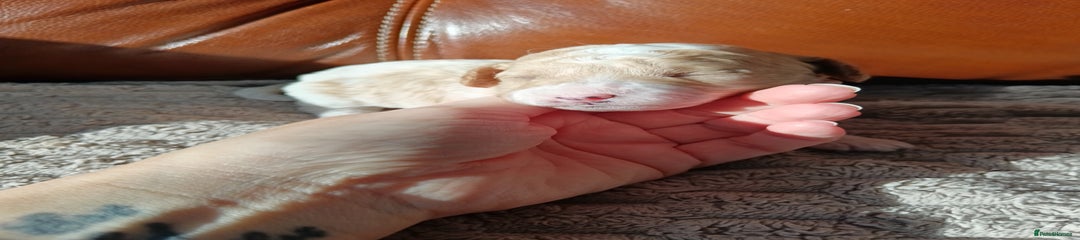Cockapoo parti apricot