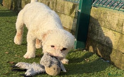 Bichon Frise dogs for sale: 💙 Bichon Frise Male Seeking a Loving Pet Home 💙 - Image 3