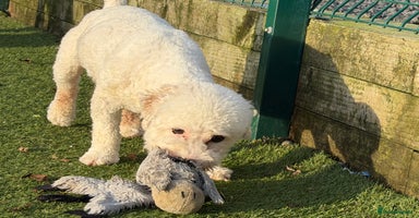 Bichon Frise dogs - Advert 8