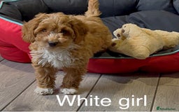 Cockapoo dogs for sale: Stunning F1 Cockapoo puppies - Image 2