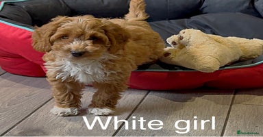 Cockapoo dogs - Advert 7