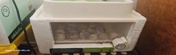 Quail poultry for sale: Jumbo Coturnix Quails and fertile eggs for sale - Advert 2