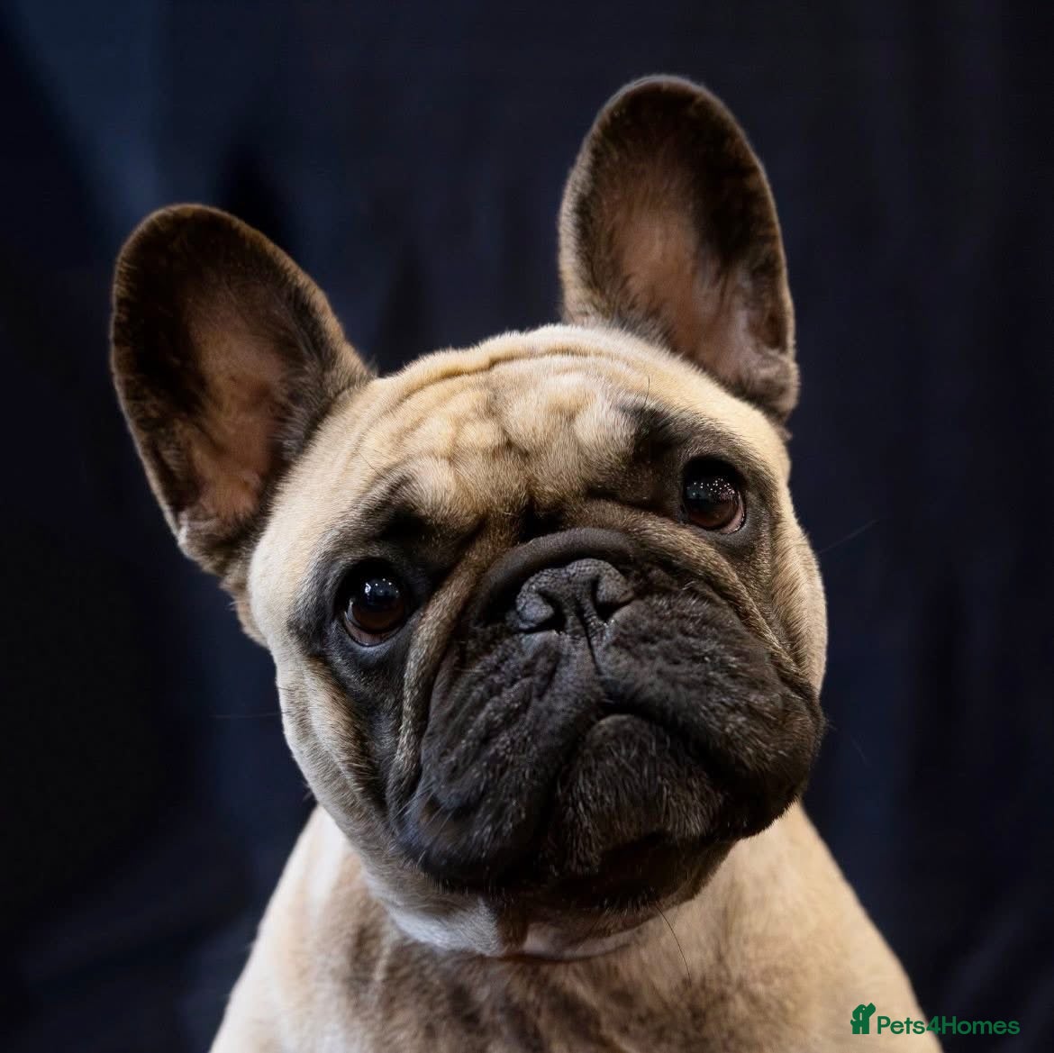 French Bulldog dogs French Bulldog puppies - Advert 1