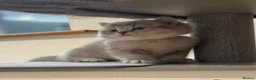 British Shorthair cats for sale: GCCF/TICA British Shorthair Champion line Kittens - Advert 10