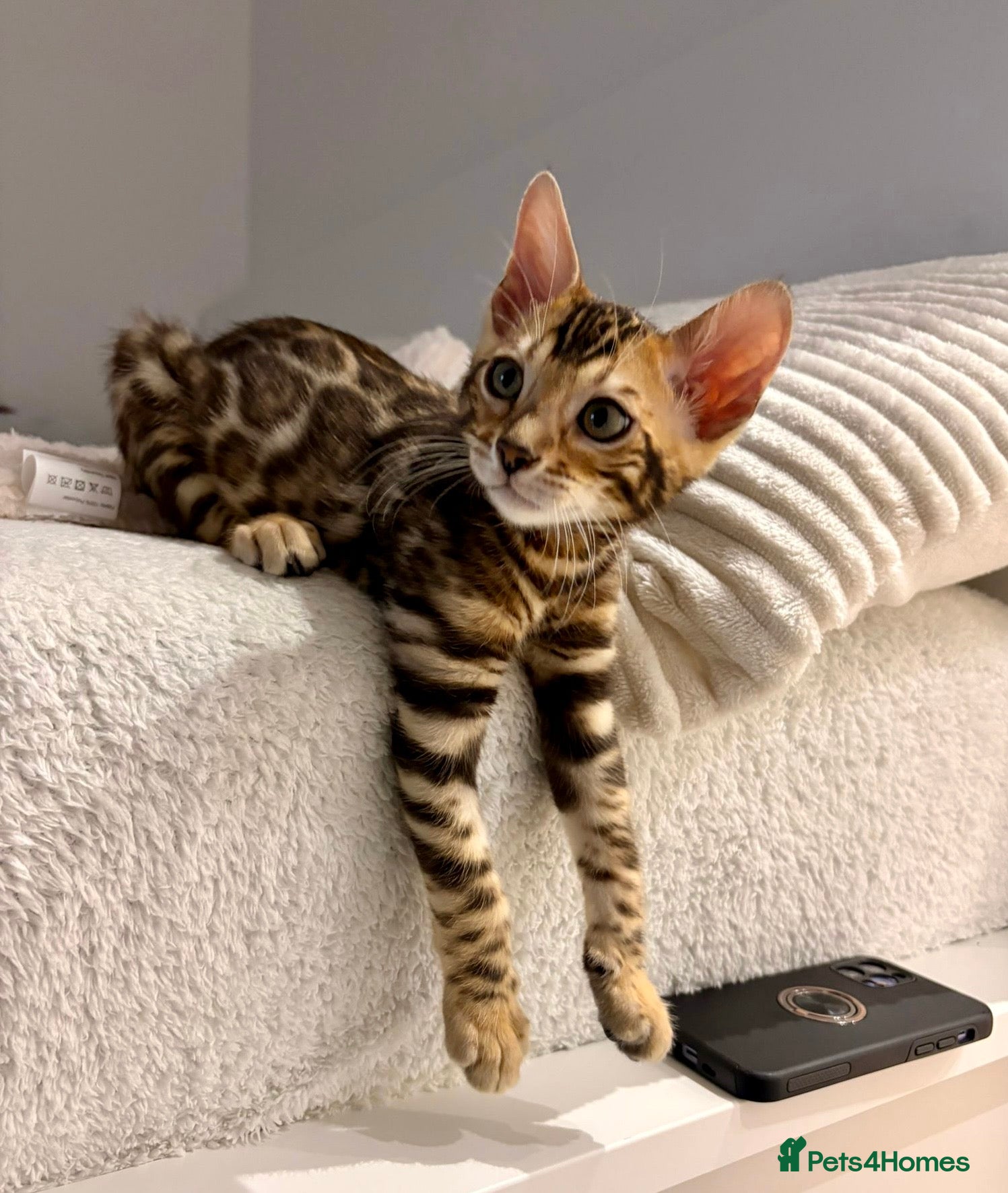 Bengal cats 🐆 Beautiful Purebred Bengal Kitten - Advert 1