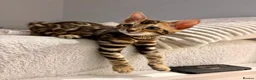 Bengal cats for sale: 🐆 Beautiful Purebred Bengal Kitten - Advert 1
