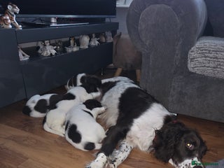 English Springer Spaniel dogs for sale: Springer spaniel - Advert 1