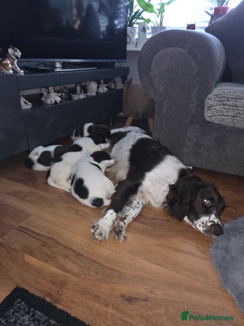 English Springer Spaniel dogs Springer spaniel - Advert 2