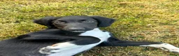 Sprollie dogs for sale: Sprollie pups - 2 Boys left - Advert 5
