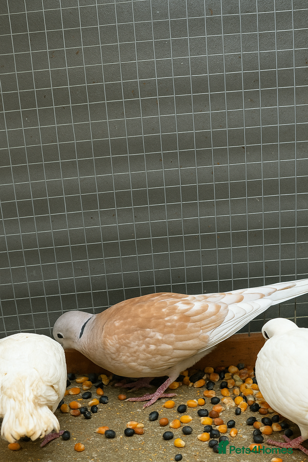 Doves birds for sale: Ring neck doves - Image 3