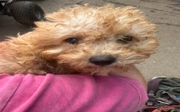 Poochon dogs for sale: Beautiful cheeky poochon puppys  - Image 16