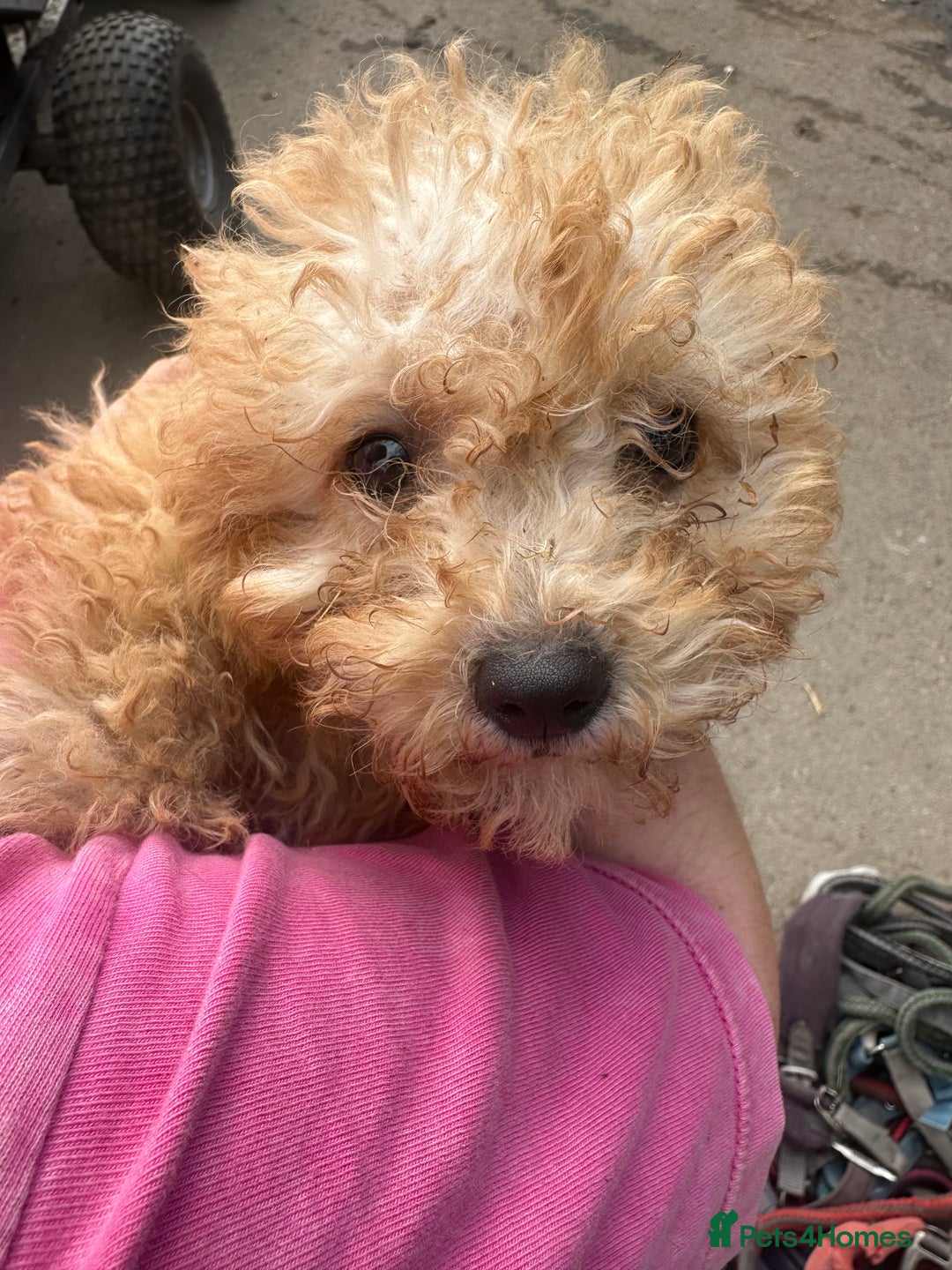 Poochon dogs for sale: Beautiful cheeky poochon puppys  - Image 16