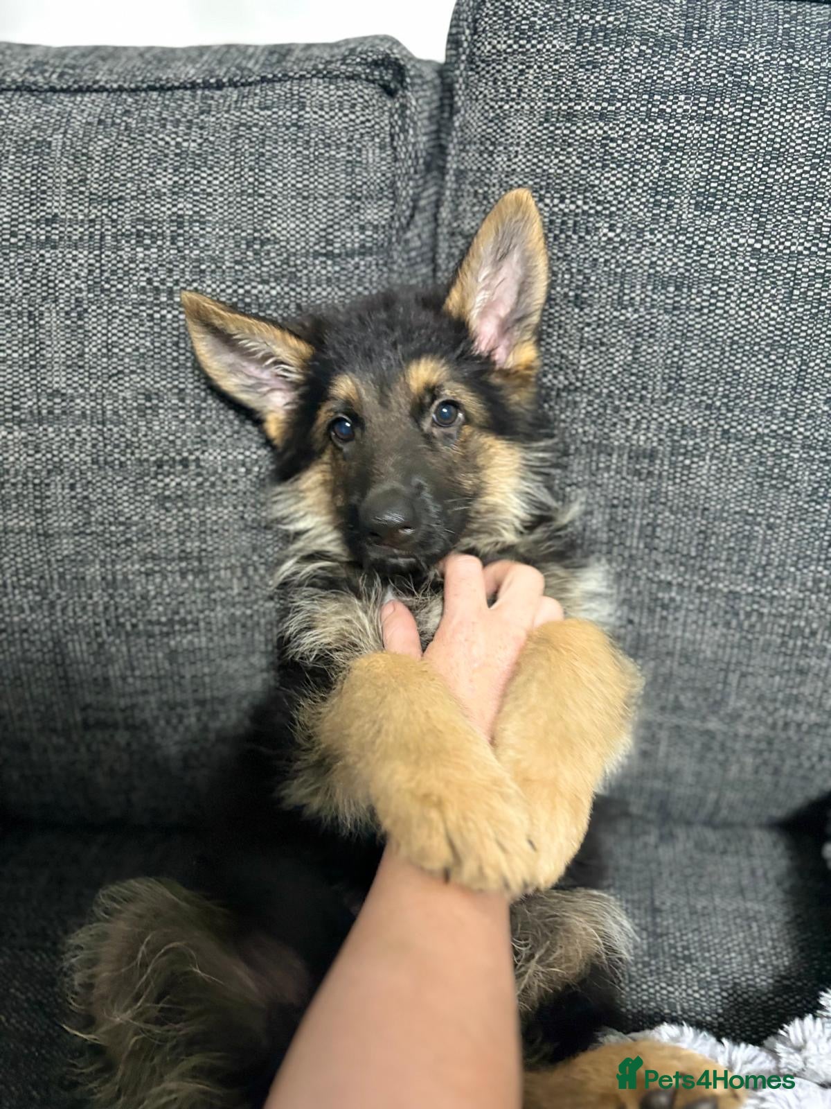 German Shepherd dogs German shepherd pups  - Advert 2