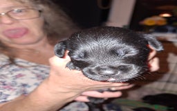 Mixed Breed dogs for sale: Miniature Poodle cross french bulldog puppies  - Image 23