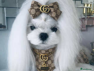 Maltese dogs 🖤DNA health tested Tiny Korean Maltese boy🖤 - Advert 7