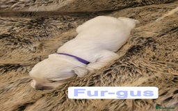Golden Retriever dogs for sale: Golden Retriever Pups – First Class Homes Wanted - Image 21