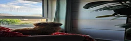 Maltese dogs for sale: LOVING FOREVER HOME WANTED – DOG & KITTEN  - Advert 12