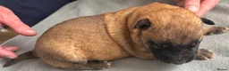 Belgian Shepherd Dog dogs for sale: Exceptional Belgian Malinois Puppies in Denbigh - Advert 23