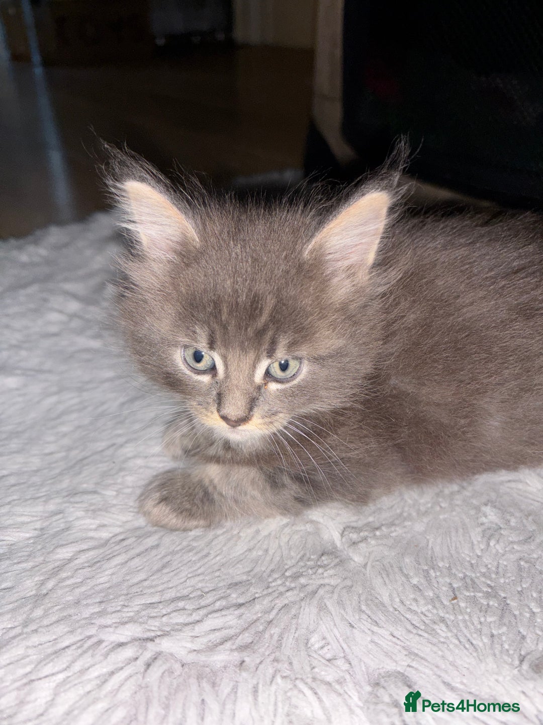 Maine Coon cats for sale: Plush PusZ XXL TICA registered Maine Coon Kittens - Advert 23
